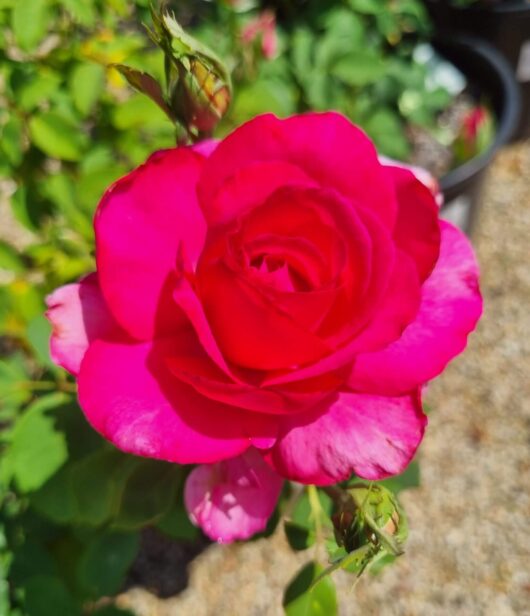 Rose 'Parole' 2ft Standard