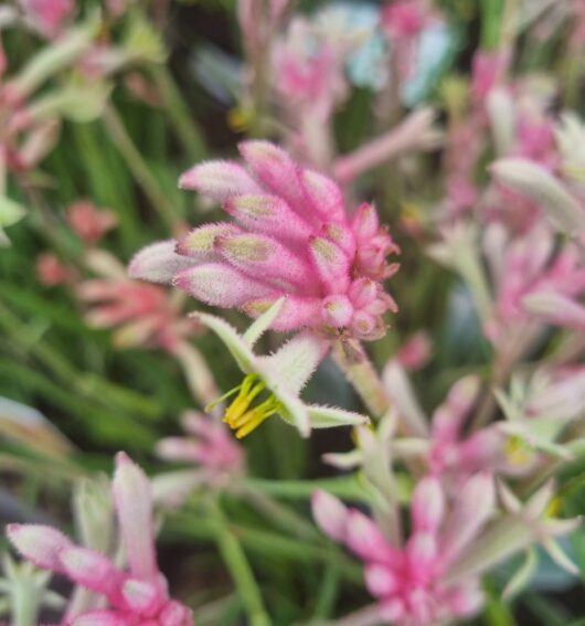 Anigozanthos 'Bush Crystal™' Kangaroo Paw 6" Pot