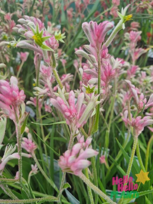 Anigozanthos 'Bush Crystal™' Kangaroo Paw 6" Pot
