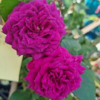 Two vibrant magenta Rose 'Ebb Tide' 3ft Standard blooms with densely layered petals stand side by side against lush green foliage.