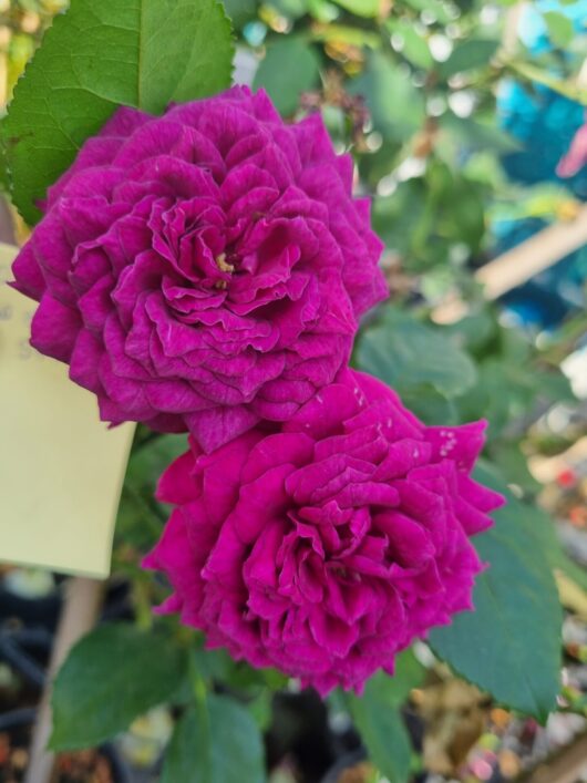 Rose 'Ebb Tides' 2ft Standard
