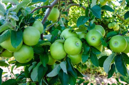Malus 'Granny Smith' Apple