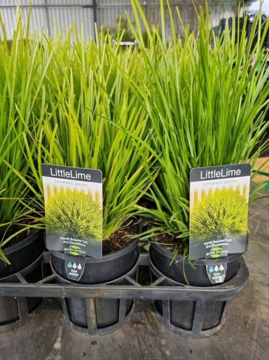 Lomandra 'Little Lime'