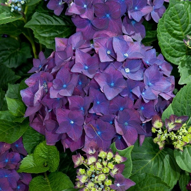 Hydrangea macrophylla 'Deep Purple' 6'' Pot - Hello Hello Plants ...