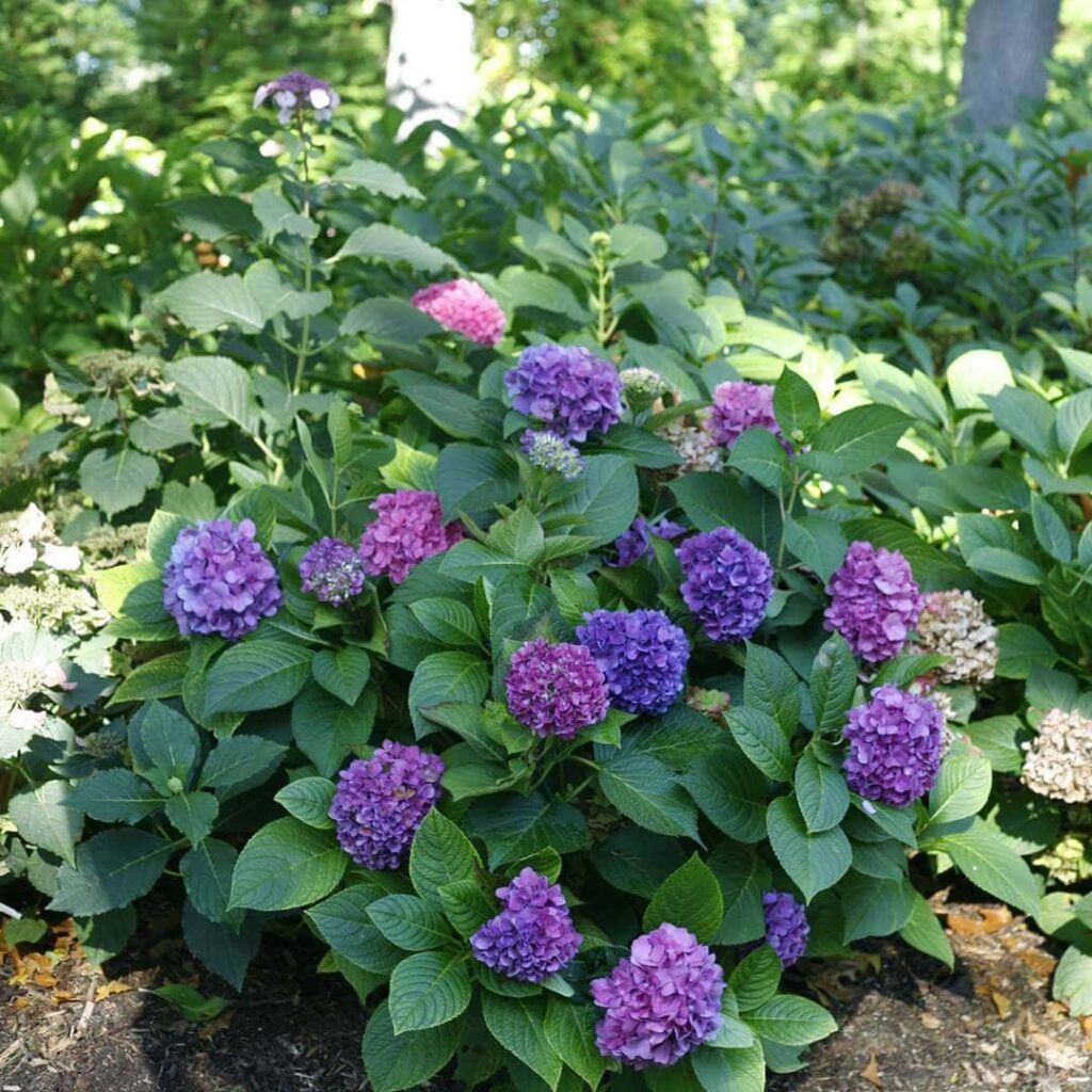hydrangea macrophylla hydrangeas bigleaf invincibelle