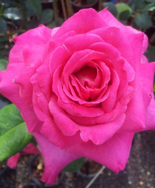 A close-up of the blooming Rose 'In Appreciation' PBR, showcasing its layered pink petals, captures a sense of gratitude in a tranquil garden setting.