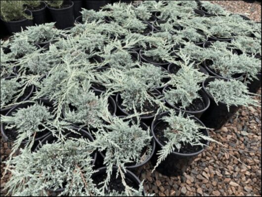 Juniperus 'Icee Blue®' Conifer