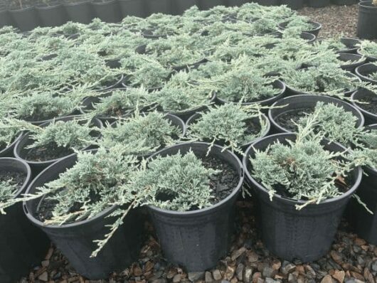 Hello Hello Plants Nursery Melbourne Victoria Australia Juniperus horizontalis Icee Blue Conifer 20cm Pot