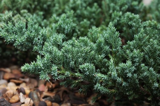 A close-up of densely packed green branches of Juniperus 'Blue Carpet' Creeping Conifer, with needle-like leaves gracefully spread over gravel and small stones.