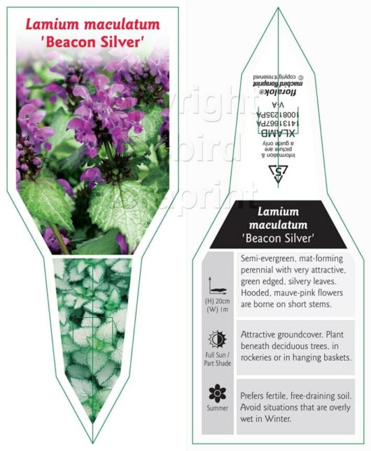 Plant label for **Lamium 'Beacon Silver' 6" Pot** shows images of the plant's foliage and flowers. Text includes plant care information, such as semi-evergreen, prefers semi-shade, well-drained soil.