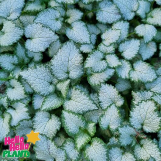 Lamium 'Beacon Silver' 4" Pot