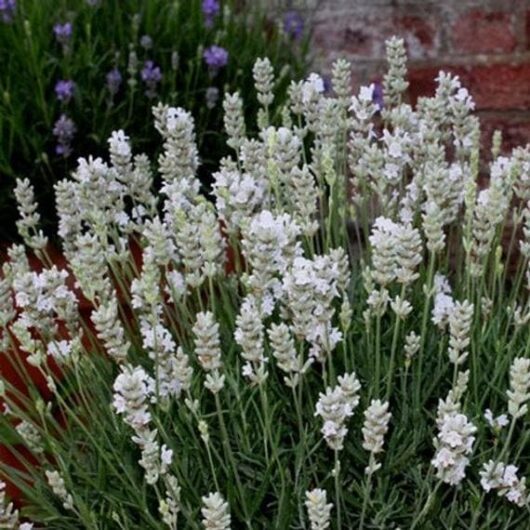 A cluster of Lavandula 'Ellagance Ice' Lavender 4" Pot flowers is in full bloom, surrounded by green foliage and set against a brick wall background.