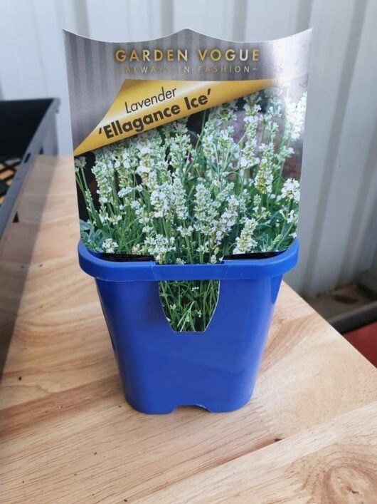 A small blue lavender pot with a label that reads "Lavandula 'Ellagance Ice' Lavender 4" Pot" featuring an image of white flowering Lavandula.