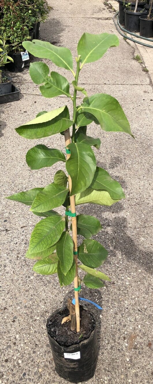 A potted young Citrus Lemon Tree 'Lisbon' 4L with a straight wooden support stake, placed on a concrete pathway, boasts large green leaves growing up its stem. This Lisbon variety thrives in its 4L container.
