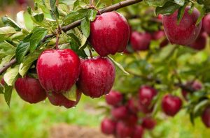 Malus 'Lady Williams' Apple