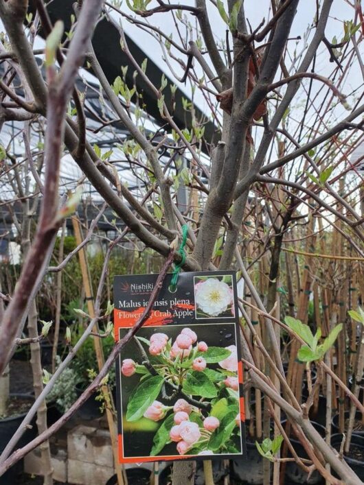 A tree with a label attached to its branch, displaying an image of pink flower buds and a white flower, identified as Malus ioensis 'Flowering Crab Apple' Standard 1.8m 13" Pot. This flowering crab apple is grown as a 1.8m standard, showcasing its delicate beauty.