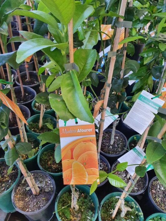 Potted Citrus Mandarin 'Seedless Afourer' 4L plants with green leaves and fruit label in a 4L nursery container.