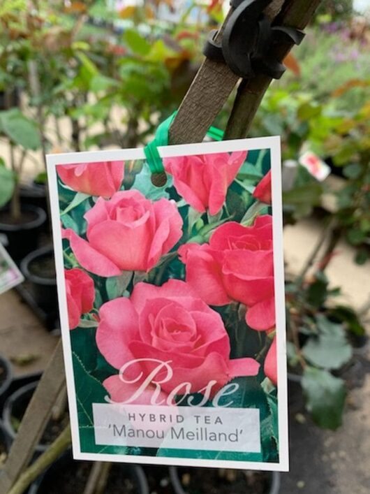 A plant tag showcasing an image of pink hybrid tea roses, gracefully labeled "Rose 'Manou Meilland'," with potted plants subtly visible in the background.