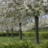 A row of Prunus 'Mount Fuji' Weeping Cherry 1.8m 24" Pot trees with white blossoms in full bloom stands on a well-manicured lawn, complemented by green shrubs in the foreground.