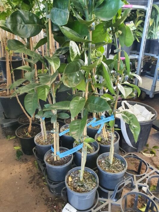 Several potted ZZ plants with sturdy stems and broad green leaves are arranged on the floor of what appears to be a plant nursery. Some pots have blue labels wrapped around the stems, while a few containers hold Citrus 'Lane's Late Navel' Orange 4L Pot with bright orange fruits.