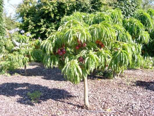 A small fruit-bearing tree, possibly a Prunus 'Nectared' Nectarine 10" Pot, stands in a garden with green foliage and several red fruits. The ground is covered in mulch, and other similar trees are visible in the background. It's perfectly suited for cultivating in a 10" pot.