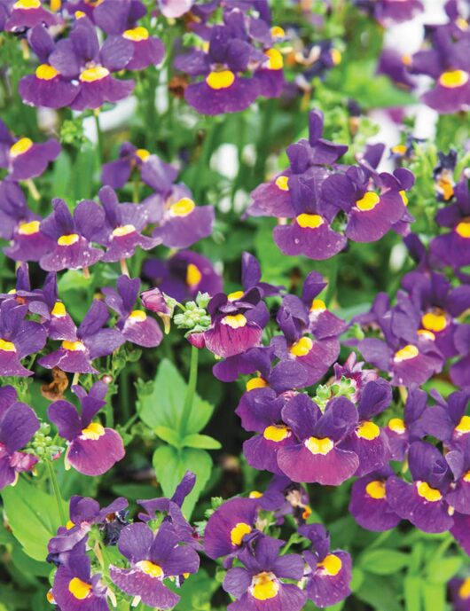 A cluster of purple Nemesia 'Bumbleberry' flowers with yellow centers in full bloom. Green leaves surround the Nemesia 'Bumbleberry' 6" Pot, adding to the vibrant display.