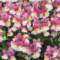 Close-up of numerous purple and white Nemesia 'Coconut Ice' flowers with yellow centers, growing densely in a Nemesia 'Coconut Ice' 6" Pot amidst lush green foliage.