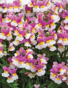 Close-up of numerous purple and white Nemesia 'Coconut Ice' flowers with yellow centers, growing densely in a Nemesia 'Coconut Ice' 6" Pot amidst lush green foliage.