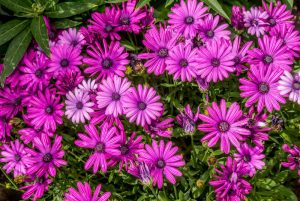 Osteospermum 'Akila Purple' African Daisy 4" Pot