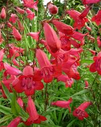 Penstemon 'Firebird' 6" Pot showcasing vibrant flowers in full bloom amidst lush green leaves.