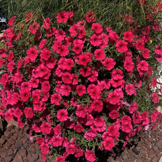A lush cluster of bright pink Petunia Supertunia® 'Paradise' 6" Pot flowers in full bloom, partially surrounded by green foliage, growing over a bed of dark, rocky soil in a 6" pot—a true slice of paradise.