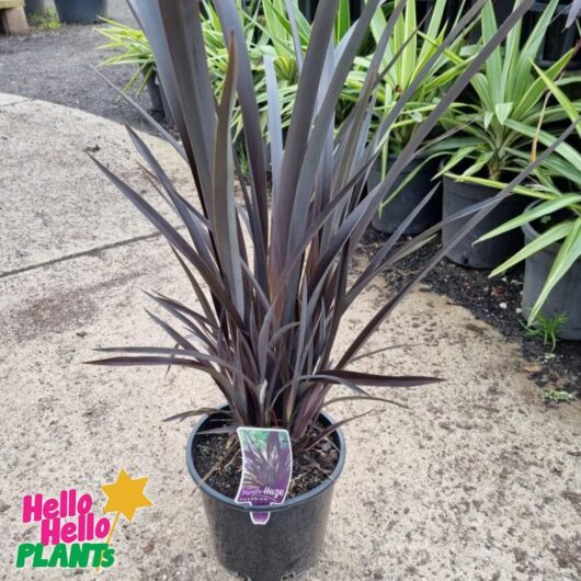 Phormium 'Purple Haze' Flax 8" Pot