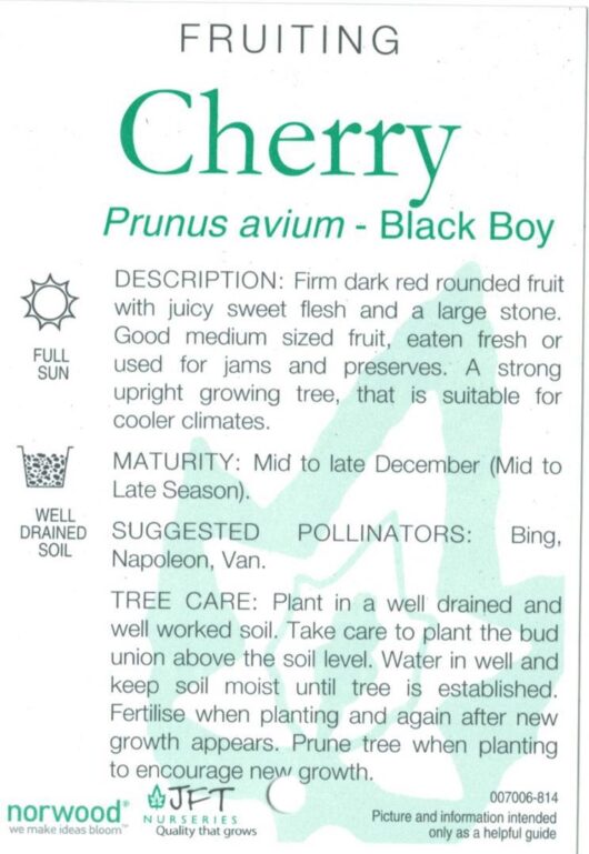 Label for a fruiting cherry, Prunus 'Black Boy' Cherry 10" Pot, describing its distinctive characteristics, maturity time, suggested pollinators, and care tips. Available in a 10" pot for easy planting.