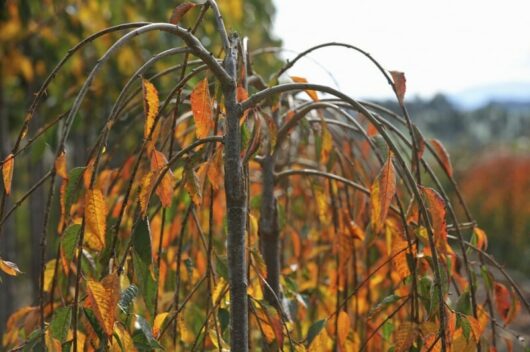 A Prunus 'Mount Fuji' Weeping Cherry 1.8m 24" Pot with drooping branches and autumn-colored leaves, ranging in hues of green, yellow, and orange, stands out against a blurred natural background.