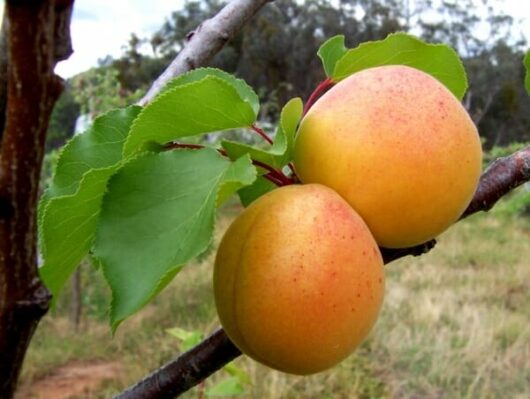 Two ripe Prunus 'Bulida' Apricot (Dwarf) 10" Pot hang from a Prunus tree branch, surrounded by green leaves.