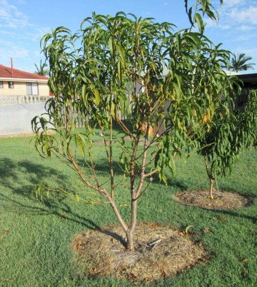 A young Prunus 'White Gold™' Peach Dwarf 10" Pot with green leaves stands in a grassy yard surrounded by a mulch ring. A second Prunus tree is visible in the background. A house and a fence can be seen in the distance.