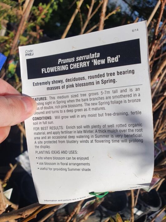 Close-up of a hand holding a plant care tag for Prunus 'New Red' Cherry Blossom 10" Pot, detailing its features, conditions, and planting ideas. Cherry blossom branches are visible in the background.