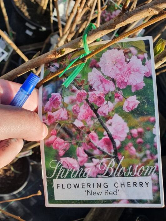 A hand holding a blue pen points to a plant tag labeled "Spring Blossom" with a photo of bright pink flowers, identifying the plant as a "Prunus 'New Red' Cherry Blossom 10" Pot." A green twist tie secures the tag around the pot of Prunus.