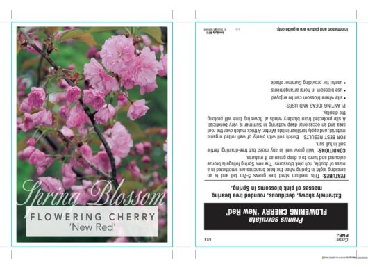 Front cover and inside pages of a plant catalog for Prunus 'New Red' Cherry Blossom 10" Pot, featuring an image of pink cherry blossoms. The inside text includes detailed planting and care instructions, perfect for those considering a 10" pot for their new Prunus serrulata.