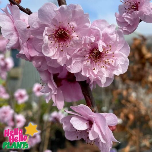 Prunus x blireana 'Pink Plum Blossom' 16" Pot