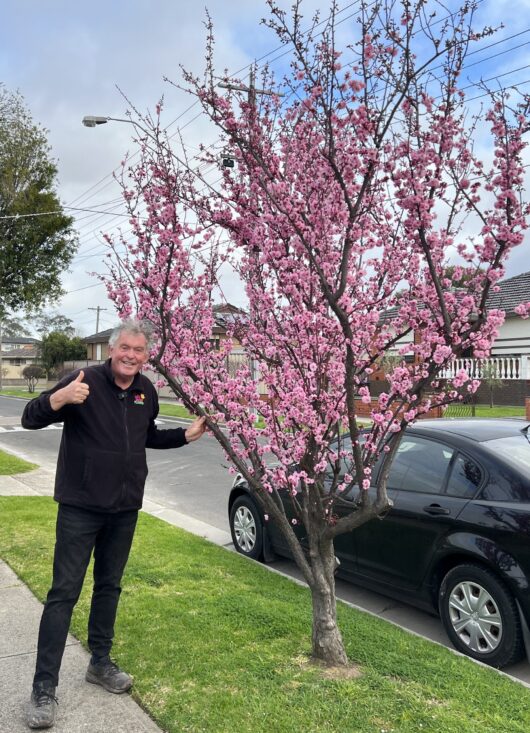 chris lucas hello hello plants Prunus x blireana - Purple-leafed Plum ornamental pink flowering blossom