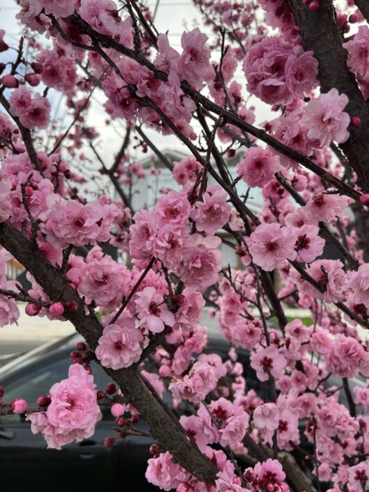 Prunus x blireana - Purple-leafed Plum ornamental pink flowers