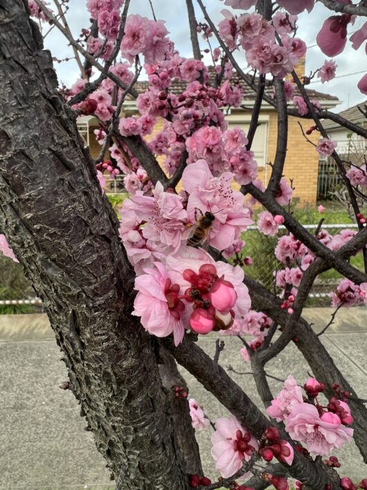 Prunus x blireana - Purple-leafed Plum flowering pink blossoms ornamental tree bee