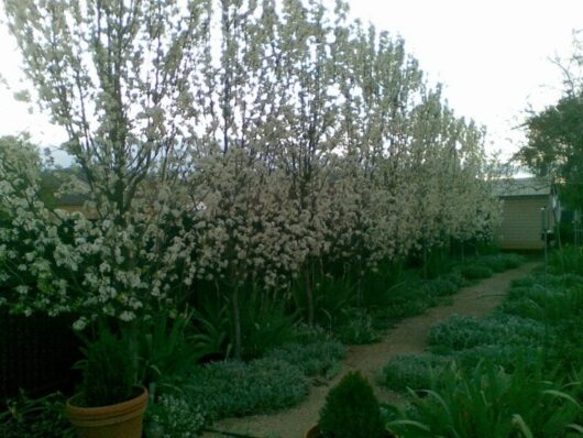 A garden pathway lined with blossoming trees and green foliage, bordered by various plants and shrubs. A Pyrus 'Southworth Dancer' Ornamental Pear 20" Pot stands prominently among them, its blossoms adding elegance. A small shed is visible in the background.