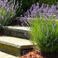 Stone steps flanked by blooming lavender bushes, leading up to a garden area with green shrubs in the background, are enhanced by Debco Designer Mulch Classic Red 40L, adding a vibrant touch to the landscape.