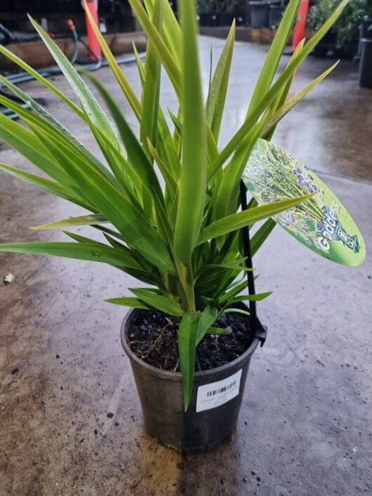 Dianella 'Goddess' PBR