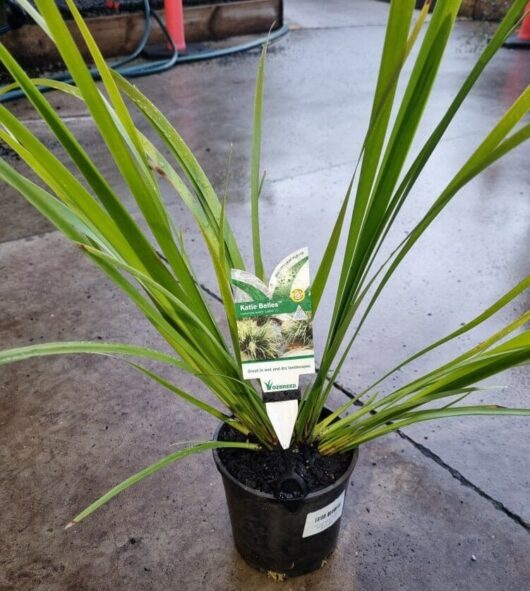 Lomandra 'Katies Bells™' 6" Pot