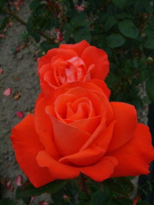 Two vibrant orange roses in full bloom, identified as Rose 'Alexander' 2ft Standard, stand tall beside a 2ft standard with lush green leaves in the background.