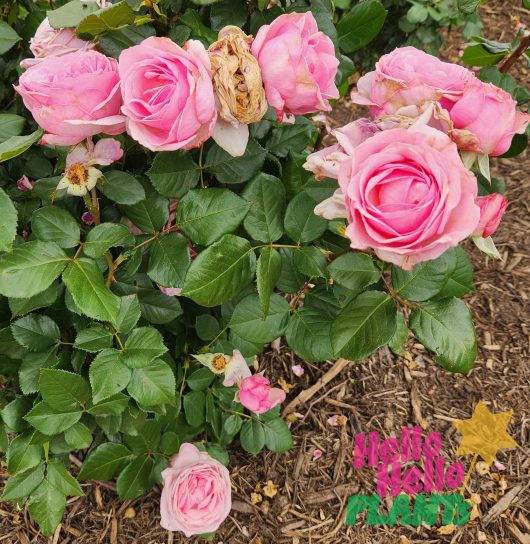Rosa Floribunda My Hero PBR modern shrub rose pink cupped blooms