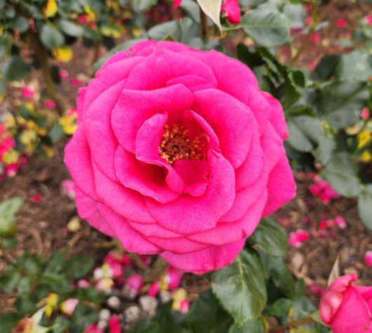 Rosa In appreciation rose